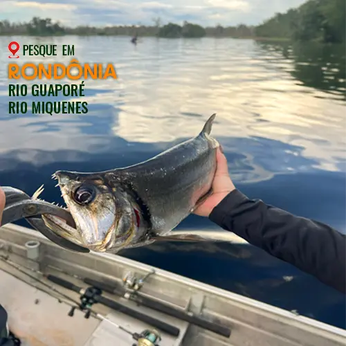 rio-guaporé-tucuna-turismo-pesca-esportiva, pescaria em rondônia, pesca na amazônia, pacote pesca no pantanal, pacote pesca no amazonas