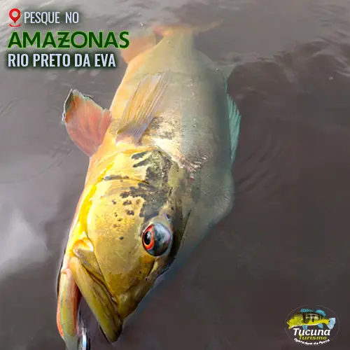 rio-preto-da-eva-amazonas-tucuna-turismo-19