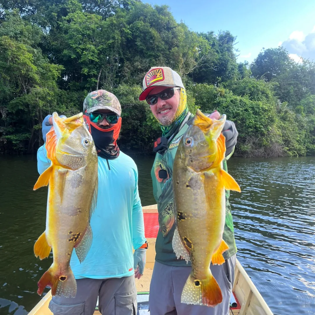 pecaria do tucunaré amarelo, no rio teles pires, pousada com traslado aéreo, pesca esportiva, tucuna turismo