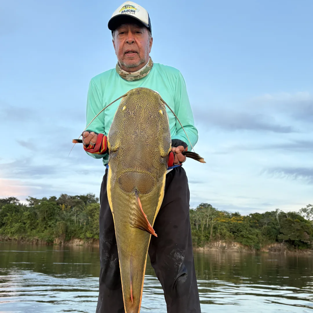 pirarara do amazonas, pesca da pirarara, pesca esportiva, pousada, tucuna turismo fishing