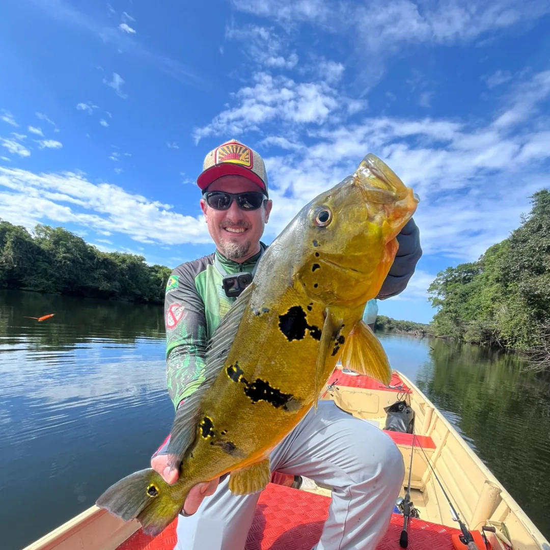 pecaria do tucunaré amarelo, no rio teles pires, pousada com traslado aéreo, pesca esportiva