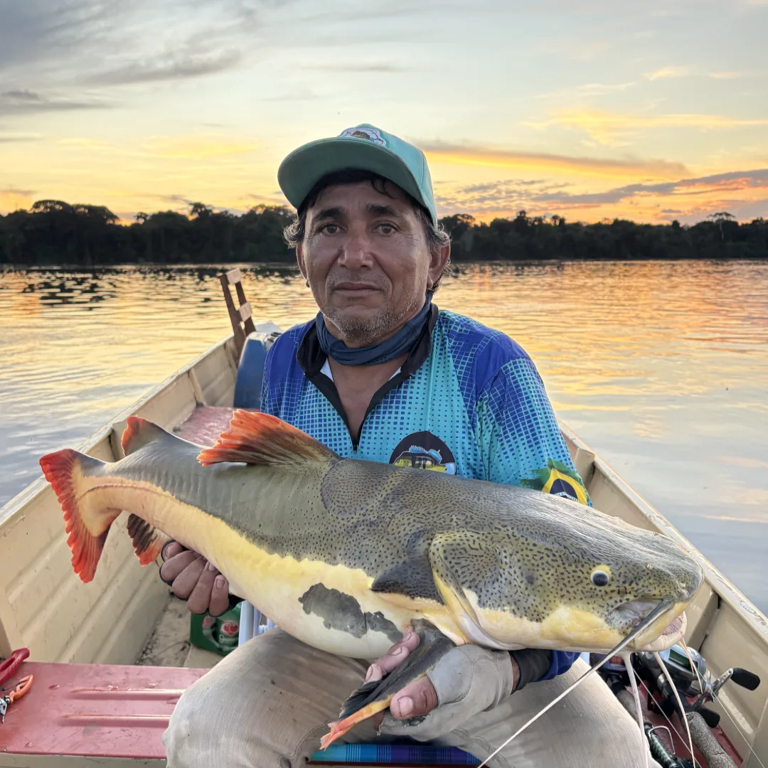 piraiba-no-amazonas-rio-tapajos-pesca-esportiva-tucuna-turismi-fishing-