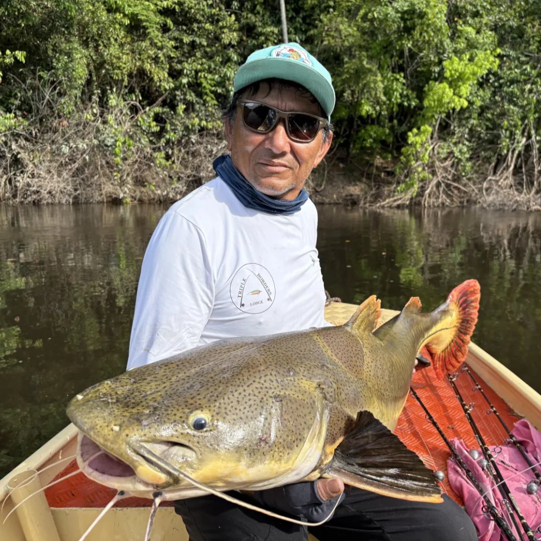 pescaria no rio juruena, pescaria na amazônia