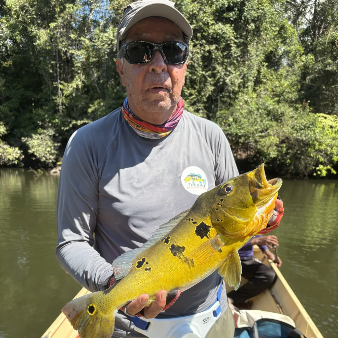 tucunare-no-amazonas-rio-juruena-pesca-esportiva-tucuna-turismi-fishing-
